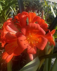 Peter Studders clivia from the Valewood collection