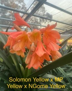 Solomon Yellow × (MP Yellow × NGome Yellow) clivia from the Valewood collection