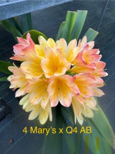 4 Mary's × Q4 AB clivia from the Valewood collection