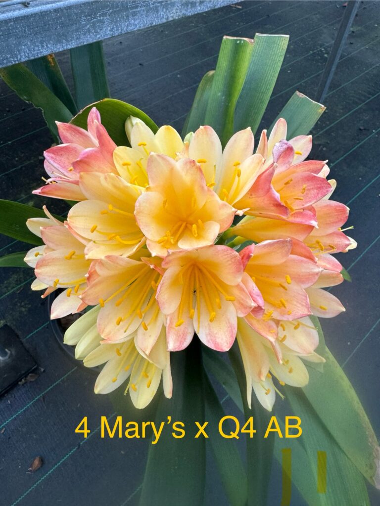 4 Mary's × Q4 AB clivia from the Valewood collection