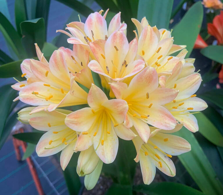 AB clivia from the Valewood collection