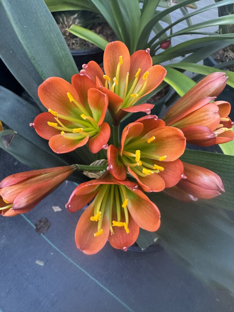Bronze clivia in flower, from the Valewood collection