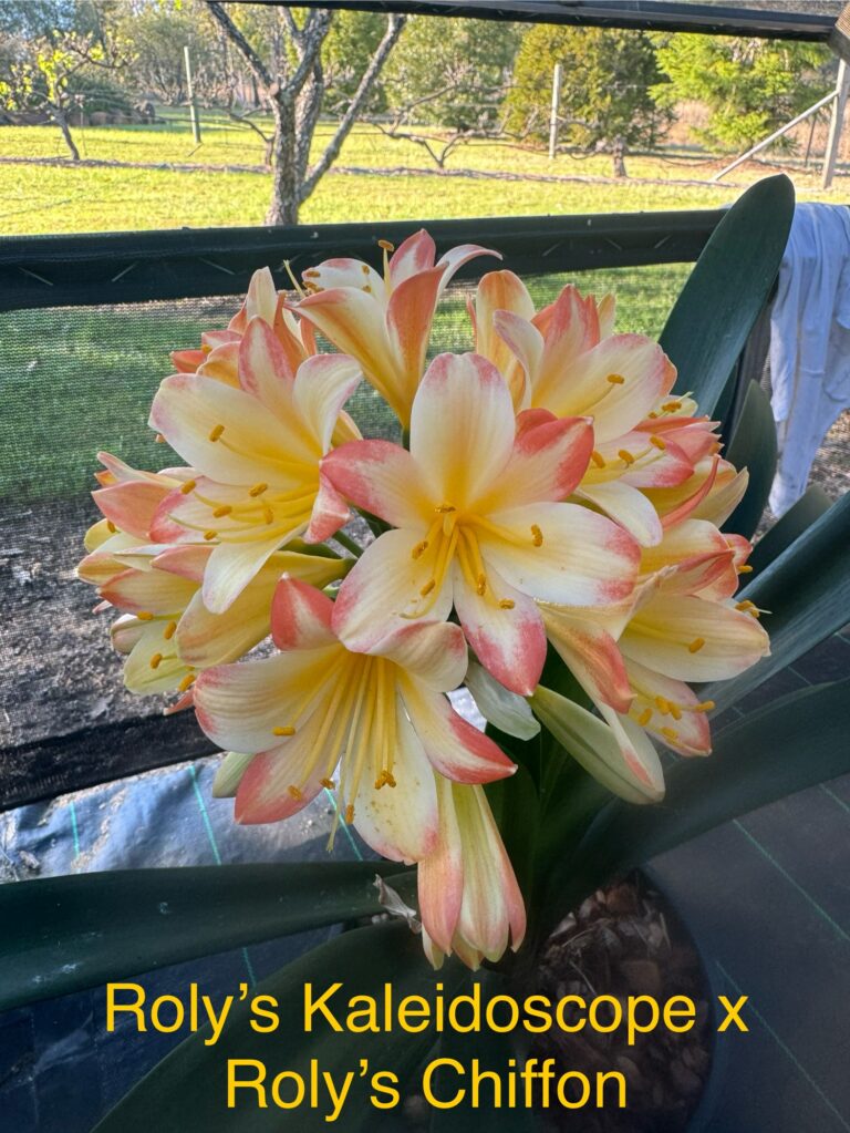 Roly's Kal clivia from the Valewood collection