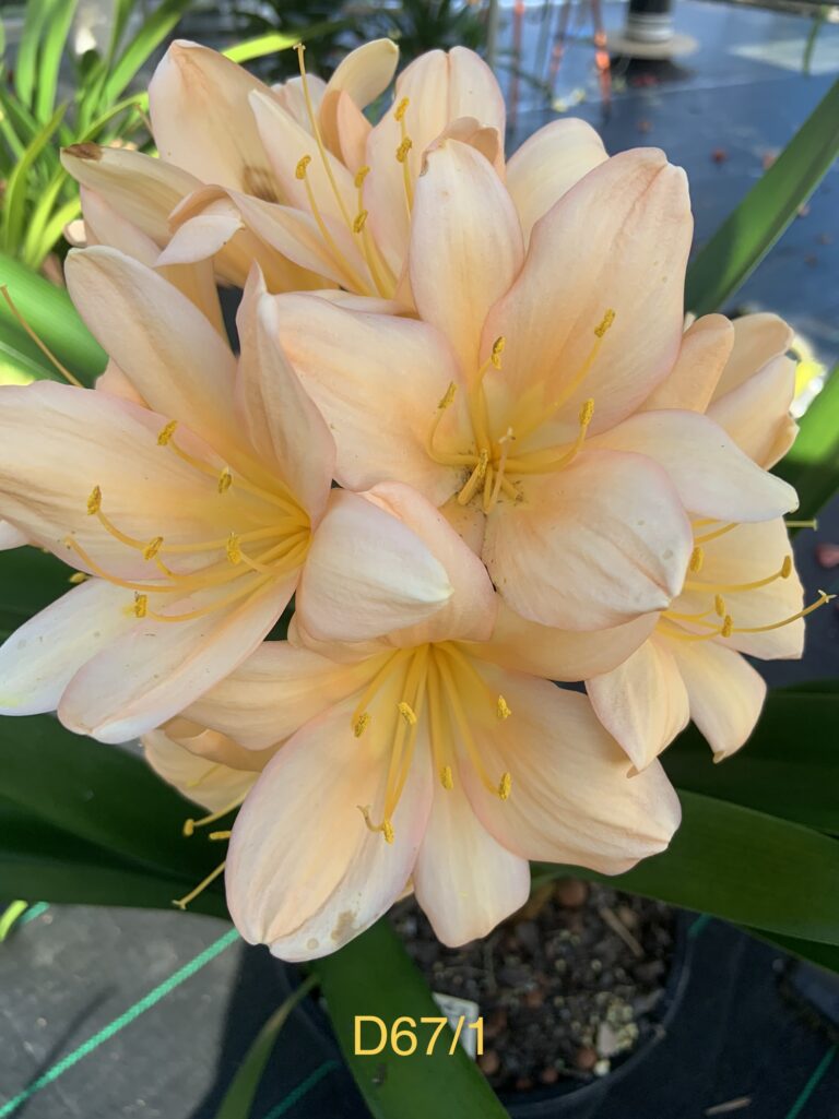 D76-1 clivia from the Valewood collection