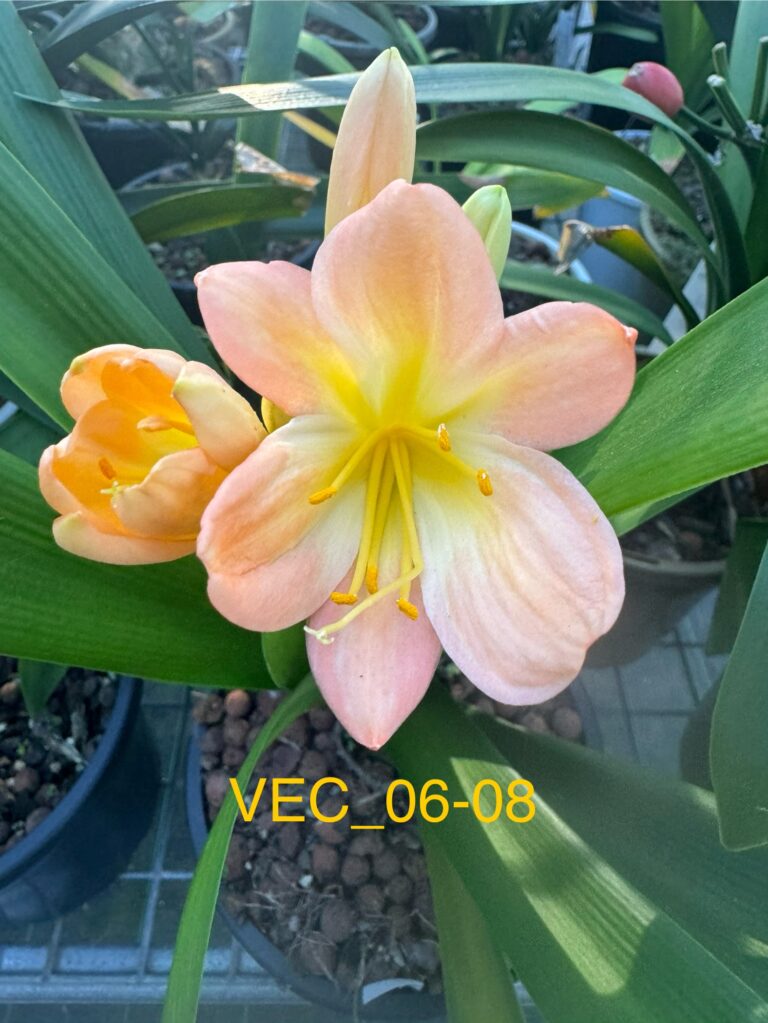 Pink 06-08 clivia from the Valewood collection