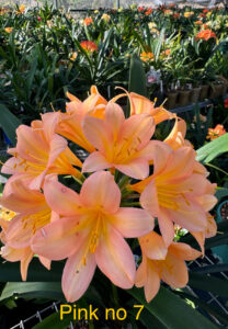 Pink No. 7 clivia from the Valewood collection