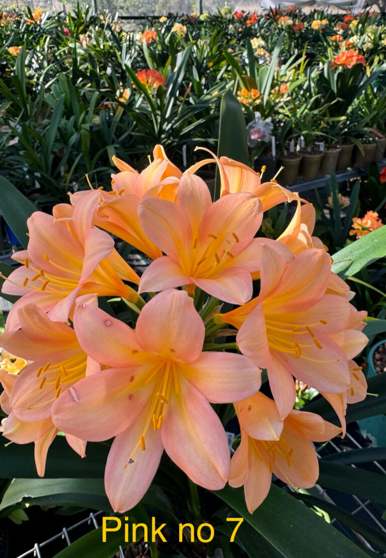 Pink No. 7 clivia from the Valewood collection
