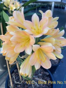 Pink No. 1 clivia from the Valewood collection