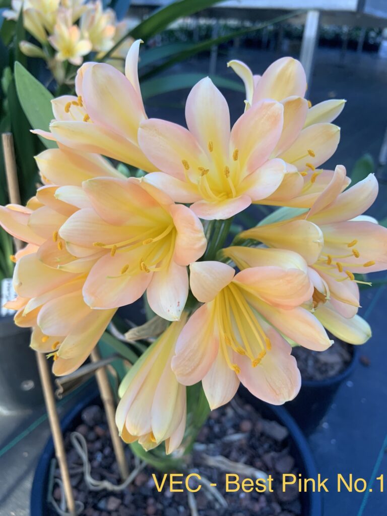 Pink No. 1 clivia from the Valewood collection