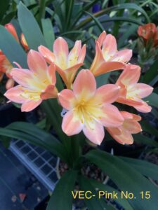 Pink No. 15 clivia from the Valewood collection
