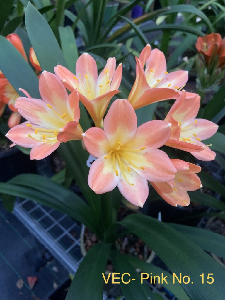Pink No. 15 clivia from the Valewood collection