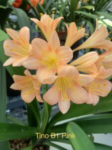 Tino B1 Pink clivia from the Valewood collection