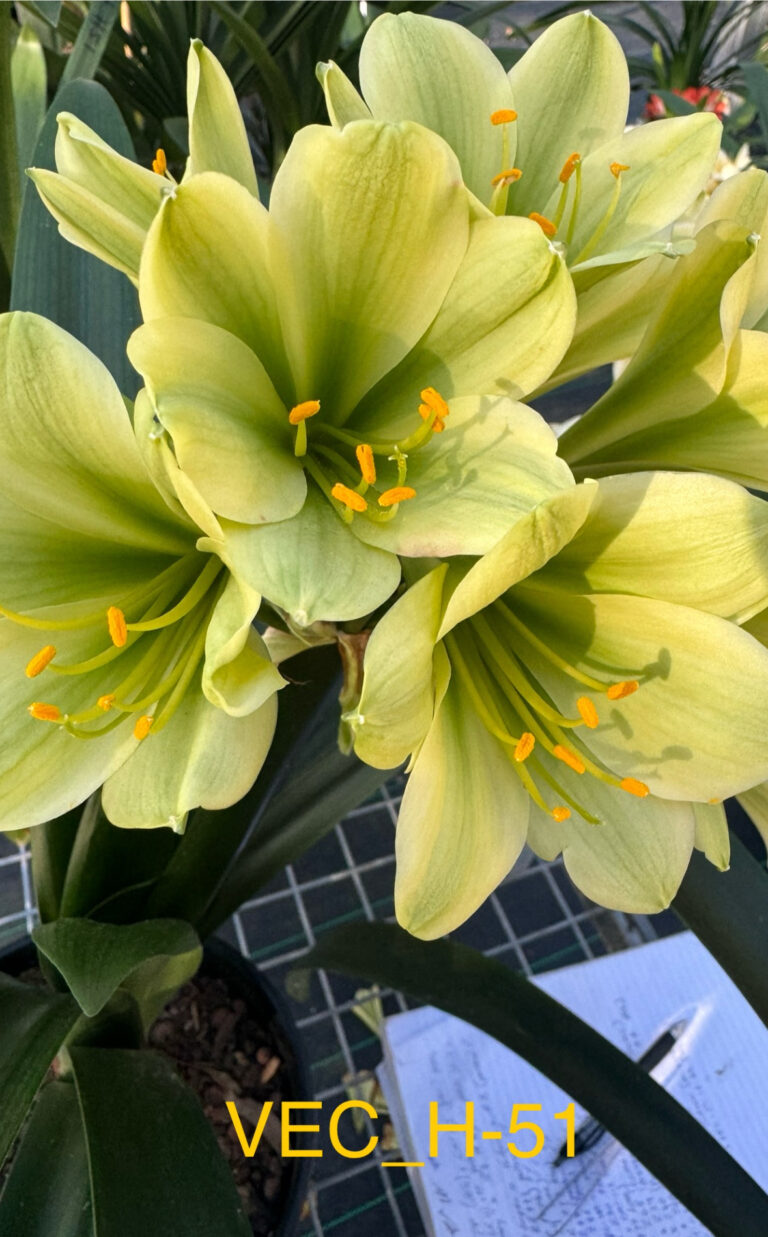 VEC H-51 clivia from the Valewood collection