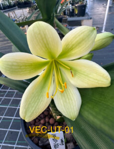 VEC UT-01 clivia from the Valewood collection