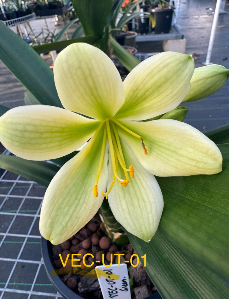 VEC UT-01 clivia from the Valewood collection