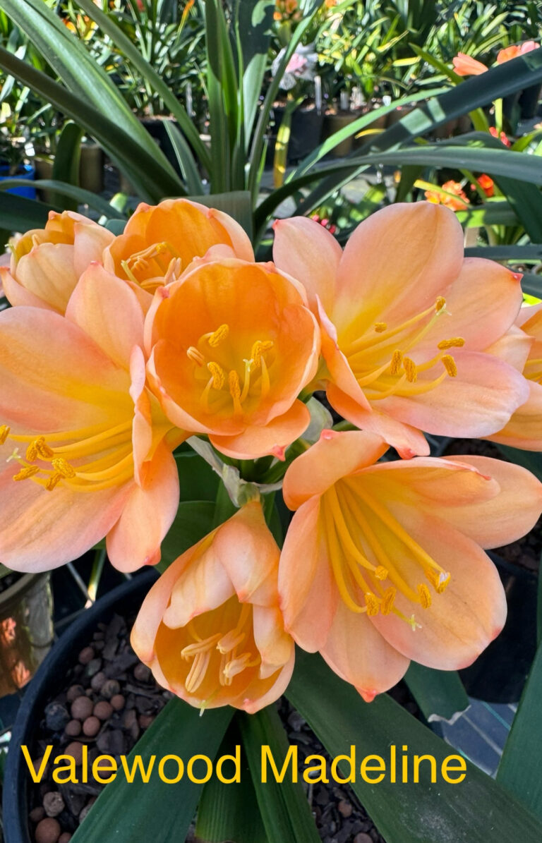 Valewood's Madeline clivia from the Valewood collection