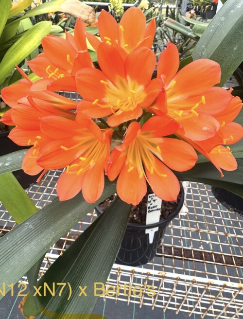 Group 2 yellow x Bertie's Bronze