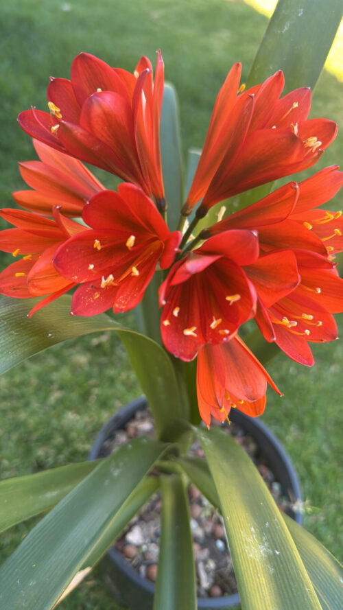 Red with Dark Throat