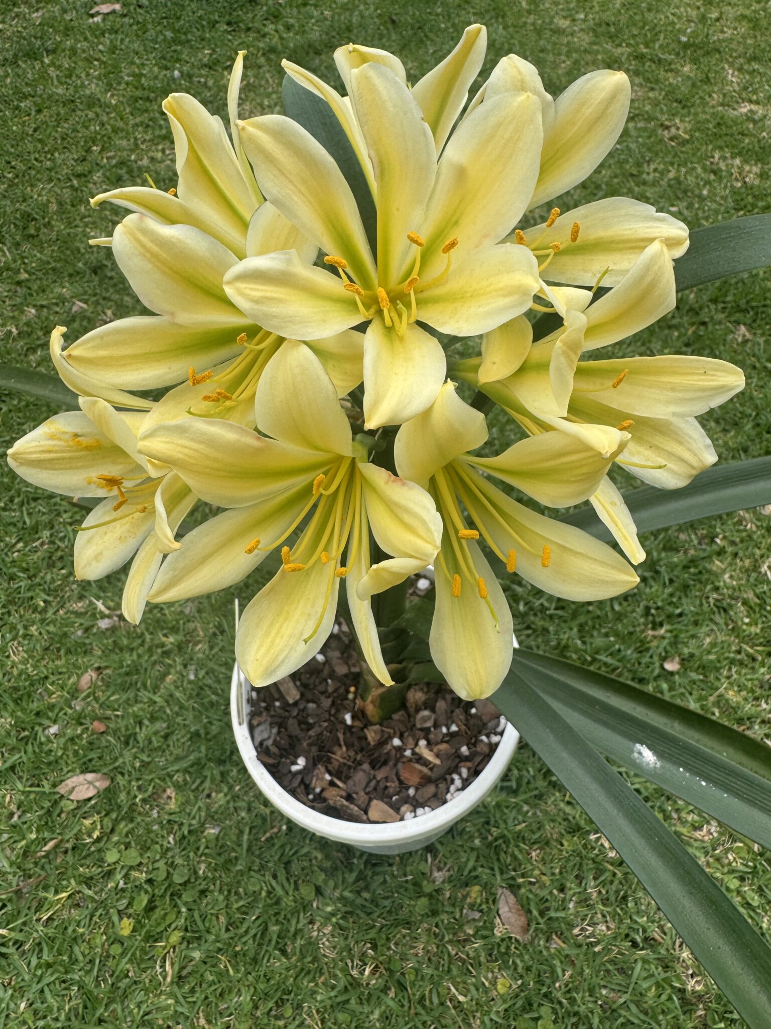 Y-1844 GT Yellow