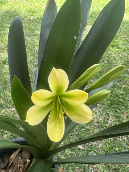 GT Yellow Green