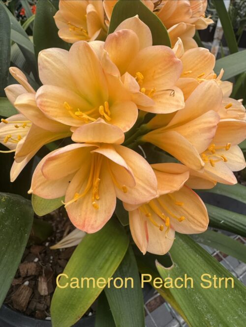 Cameron Peach Strain