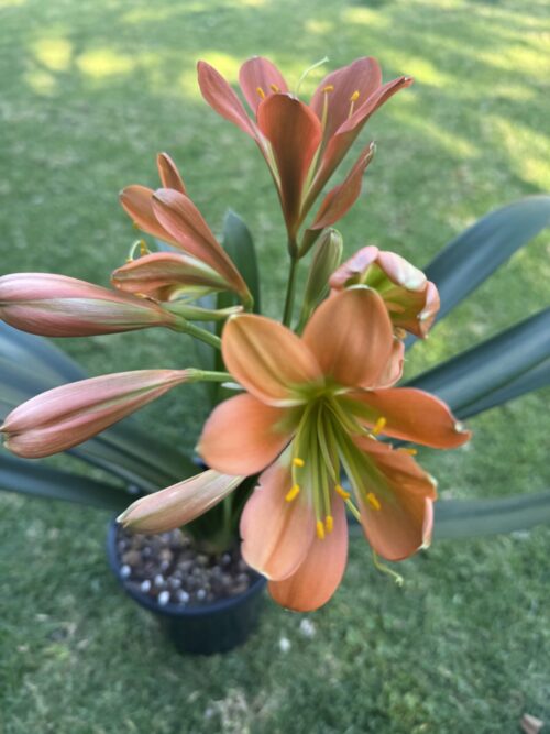 Copper Bronze