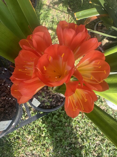Cup Shaped Orange