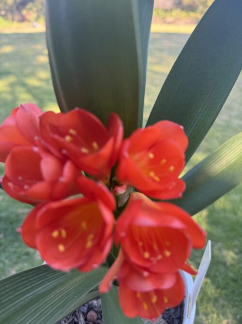 Dark Orange Small Plant