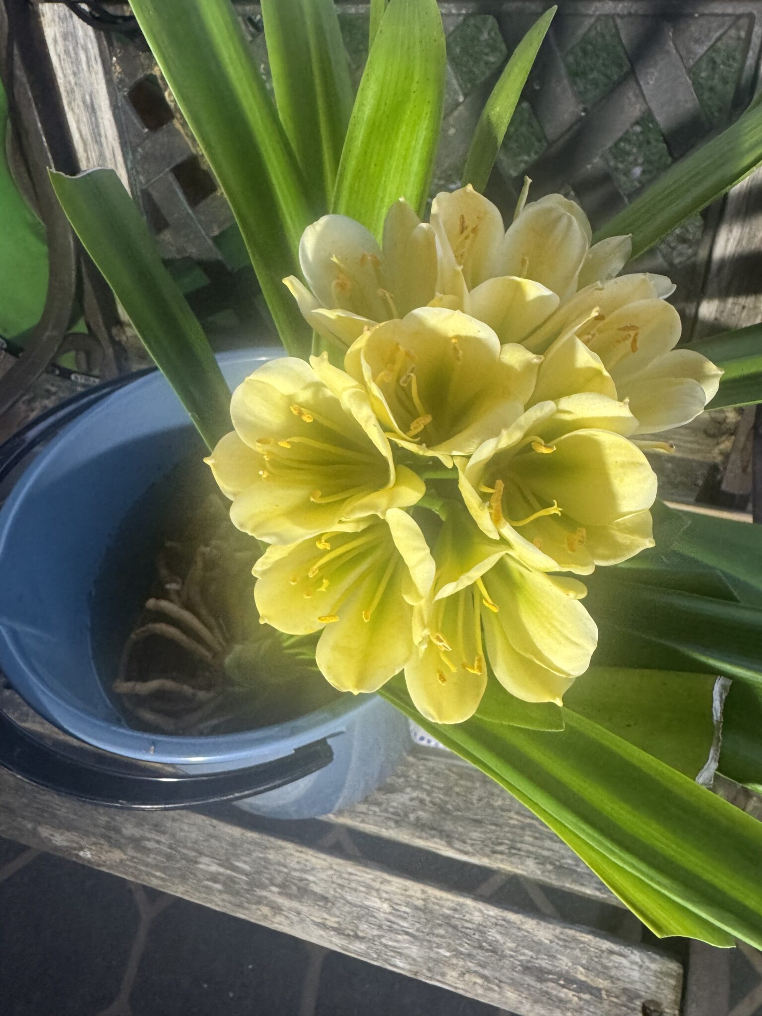 Green Throat Peach