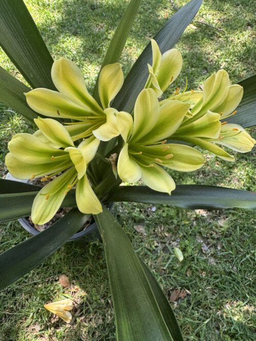 GT Yellow Green