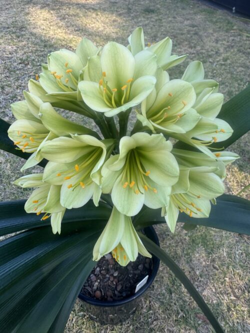 Hirao x (Cransley Peach x Hirao)
