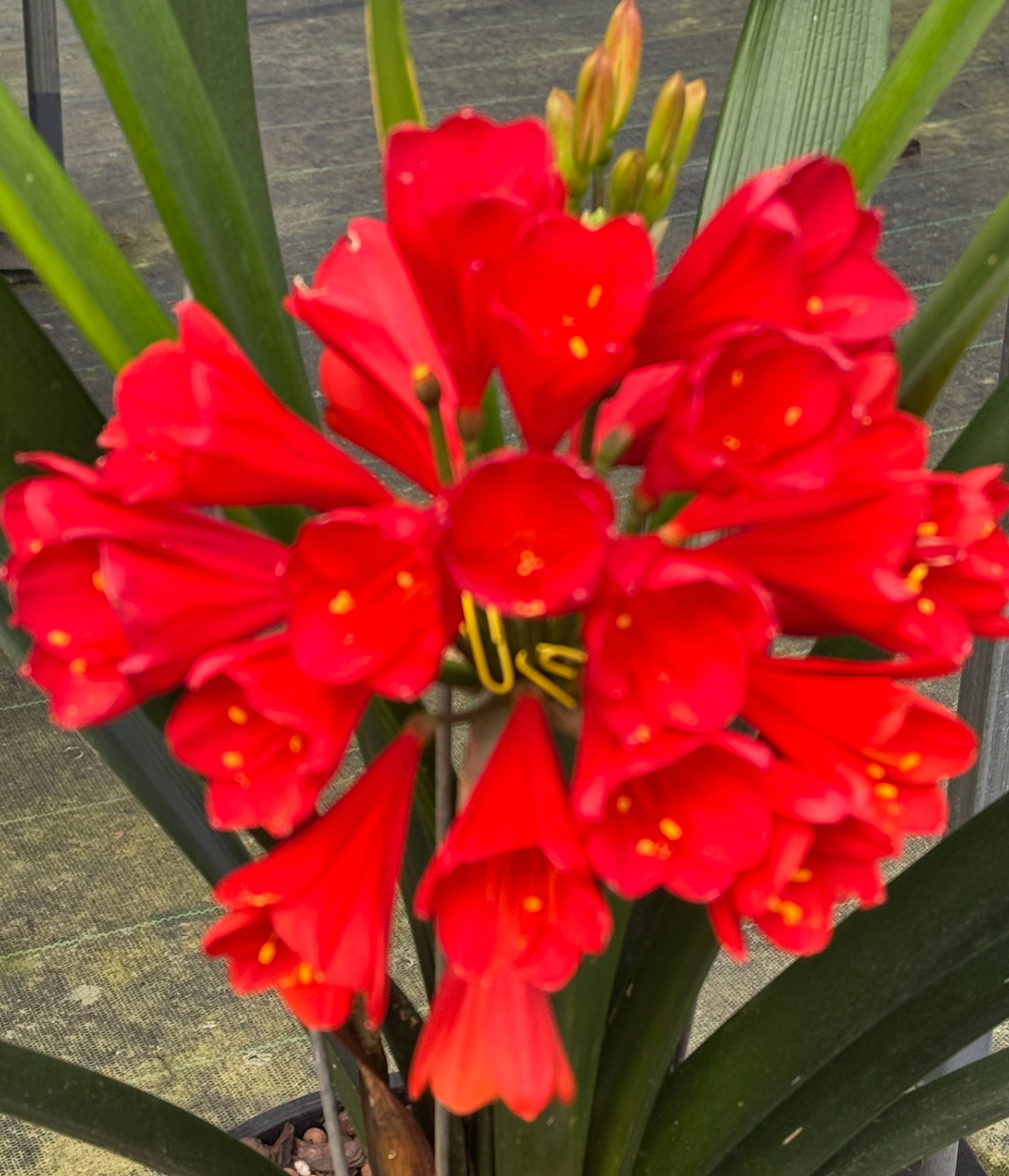 Special Seeds - Image 2