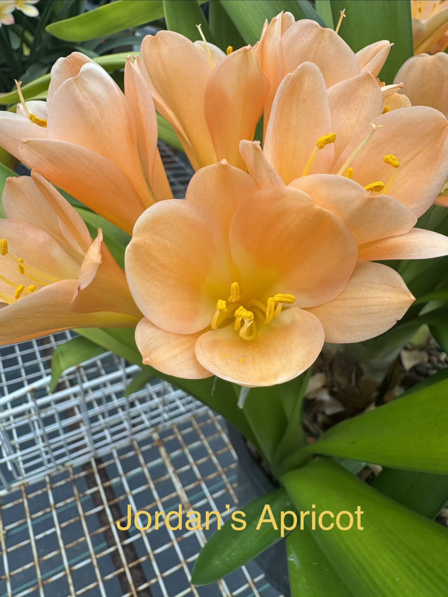 Jordans Apricot