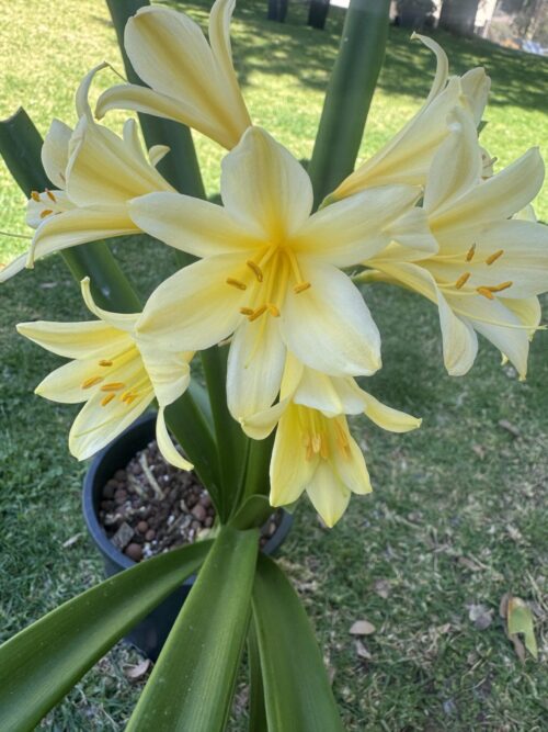 Natal Yellow x Cynthia's Dream