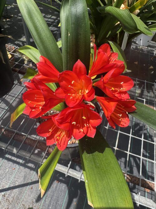 Dark Orange R-10
