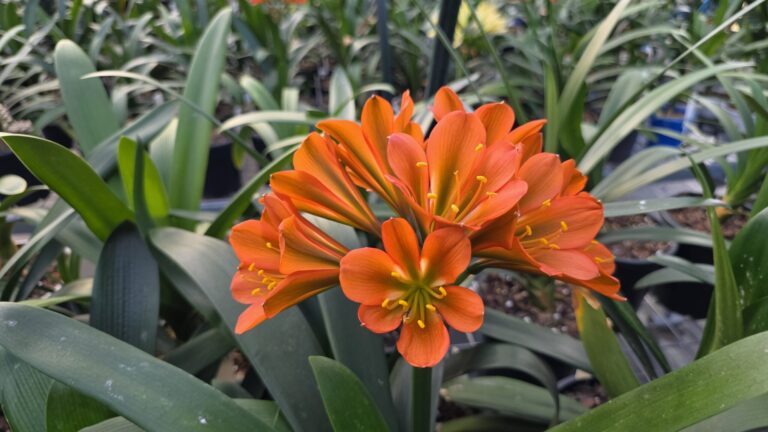 Bright orange clivia flowers with yellow stamens among potted clivias in the shade house