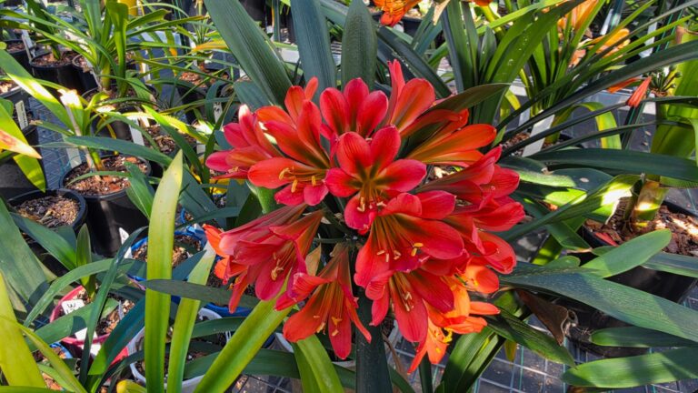 Coral red clivia flowers with green throats among potted clivias in the shade house