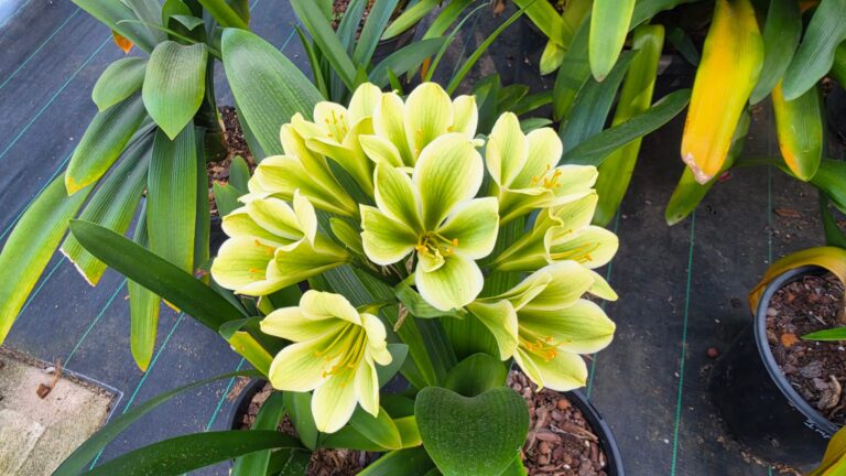 Clivia with green-centred cream flowers and broad leaves, seen from above