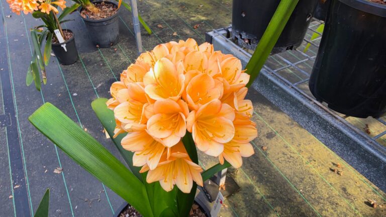 Full round head of peach clivia flowers on a shade-house bench at Valewood