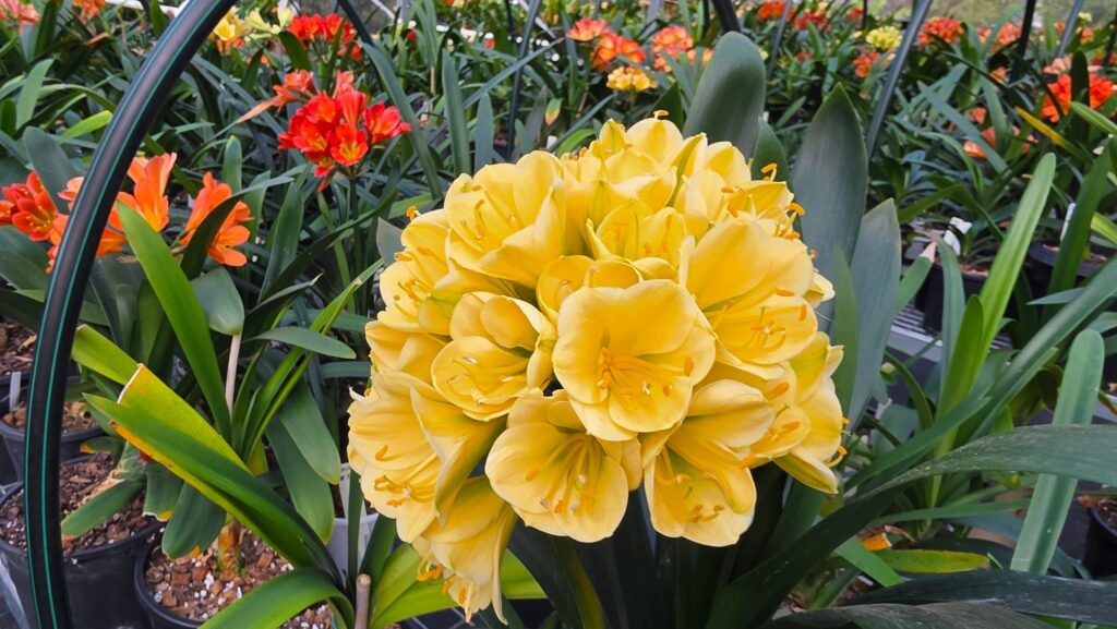 Large rounded head of soft yellow clivia flowers in the Valewood shade house, with orange and red clivias behind
