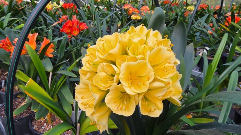 Large rounded head of soft yellow clivia flowers in the Valewood shade house, with orange and red clivias behind