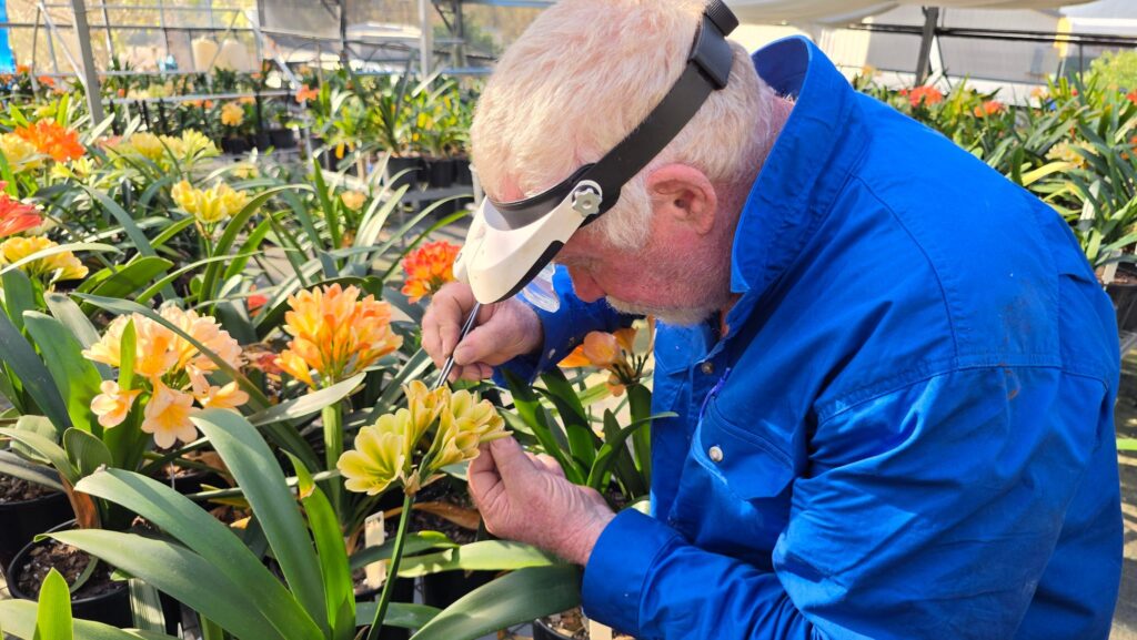 Grower in a blue shirt using a magnifying visor and tweezers to hand pollinate a pale yellow clivia in the shade house
