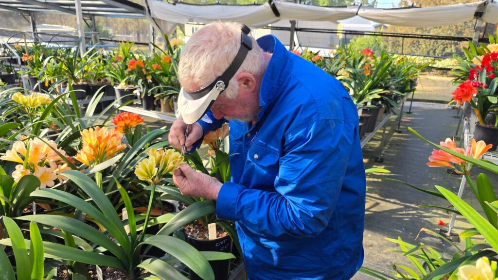Grower bending over benches of flowering clivias to transfer pollen with tweezers